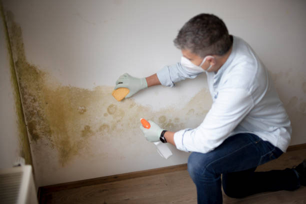 Best Environmental Consulting for Mold Prevention  in San Bruno, CA